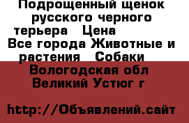 Подрощенный щенок русского черного терьера › Цена ­ 35 000 - Все города Животные и растения » Собаки   . Вологодская обл.,Великий Устюг г.